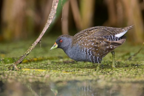 Australian Crake (Porzana fluminea) foraging, Victoria, Australia