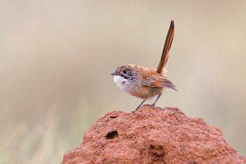 Striated Grasswren (Amytornis striatus rowleyi), Queensland, Australia