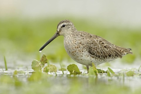 Short-billed Dowitcher (Limnodromus griseus), Texas, USA