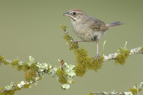 Rufous-crowned Sparrow (Aimophila ruficeps), Texas, USA