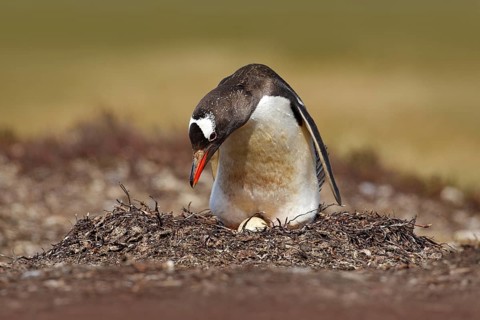 Nesting penguin on the meadow. Gentoo penguin in the nest wit two eggs, Falkland Islands. Animal