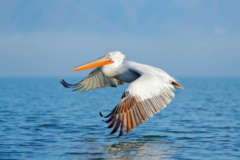 Dalmatian pelican, Pelecanus crispus, landing in Lake Kerkini, Greece. Pelican with open wings.