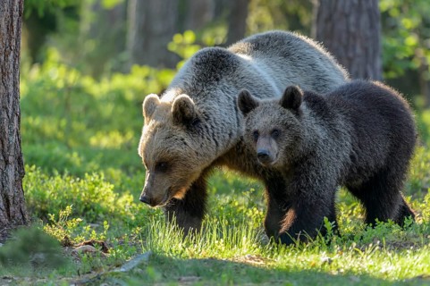 Eurasian Brown Bear (Ursus arctos) mother with cub in forest, Finland