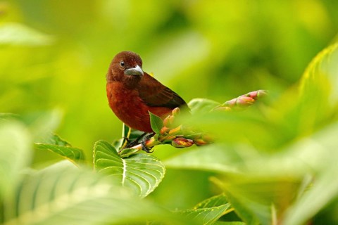 Silver-beaked tanager, Ramphocelus carbo, passerine exotic bird from Trinidad and Tobago. Wildlife