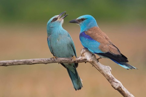 European Roller (Coracias garrulus) pair, Subotica, Serbia
