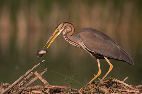 Purple Heron (Ardea purpurea) with fish prey in beak, Subotica, Serbia