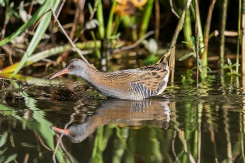 Wasserralle (Rallus aquaticus) Water Rail
