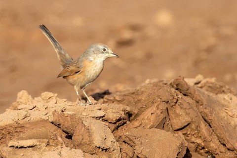 Common Whitethroat (Sylvia communis) female, Rgabi, Morocco