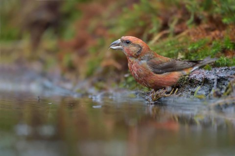 Red Crossbill (Loxia curvirostra) male at a waterhole, Netherlands