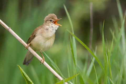 Marsh Warbler (Acrocephalus palustris) male singing in reeds, Poland