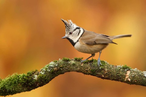 European Crested Tit (Lophophanes cristatus), Utrecht, Netherlands