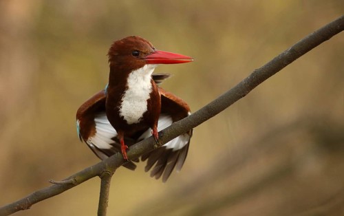 White-throated Kingfisher (Halcyon smyrnensis), Rajasthan, India