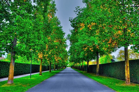 Beautiful Narrow Street with Trees in Ascona, Ticino, Switzerland