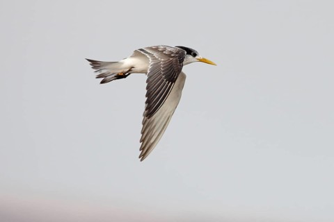 Greater Crested Tern (Thalasseus bergii) flying, Namibia