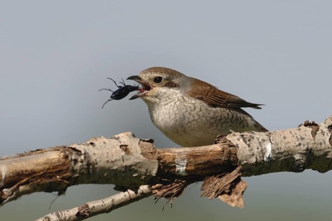 Red-backed Shrike (Lanius collurio) female, North Rhine-Westphalia, Germany