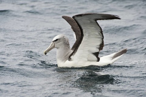 Salvin's Albatross (Thalassarche salvini), New Zealand