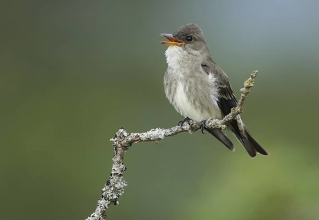Olive-sided Flycatcher (Contopus cooperi), British Columbia, Canada