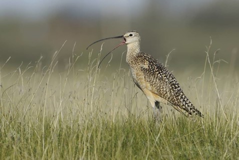 Long-billed Curlew (Numenius americanus), Alberta, Canada