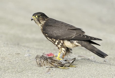 Merlin (Falco columbarius), Washington, USA