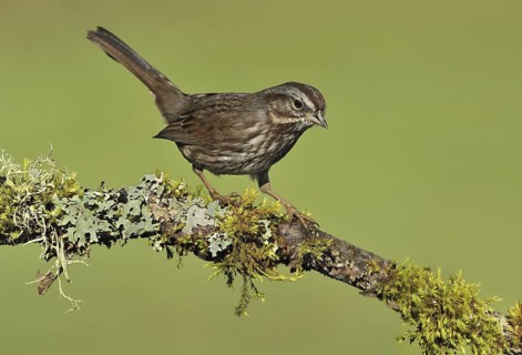 Song Sparrow (Melospiza melodia), British Columbia, Canada