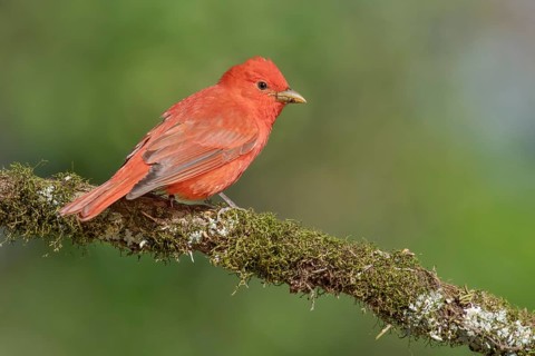 Summer Tanager (Piranga rubra) male perched on a branch, Texas, USA
