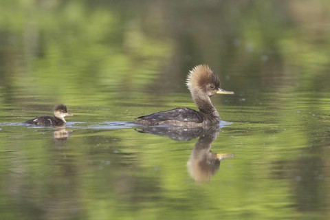 Hooded Merganser (Lophodytes cucullatus) female with chick, Ontario, Canada