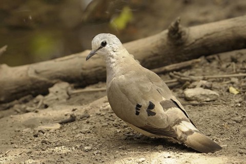 Black-billed Wood Dove (Turtur abyssinicus), Gambia
