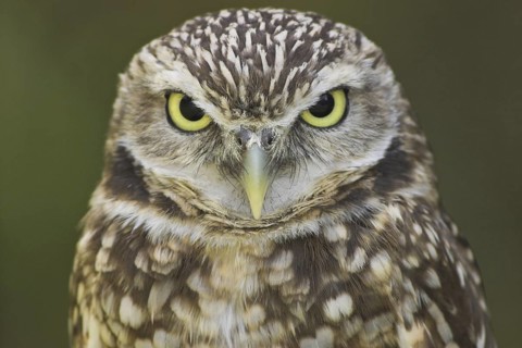 Burrowing Owl (Athene cunicularia), Alberta, Canada
