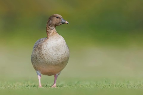 Kurzschnabelgans, Anser brachyrhynchus Pink-footed Goose, Anser brachyrhynchus