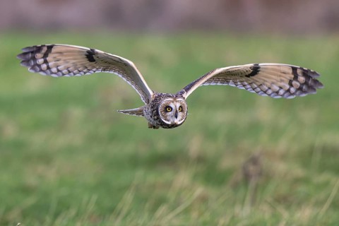 Short-eared Owl (Asio flammeus) flying, Netherlands