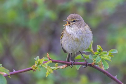 Common Chiffchaff (Phylloscopus collybita) singing, perched on a branch, North Rhine-Westphalia,
