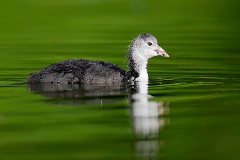 Eurasian Coot (Fulica atra) juvenile, Berlin, Germany