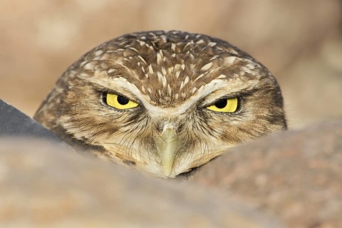 Burrowing Owl (Athene cunicularia), Arizona, USA