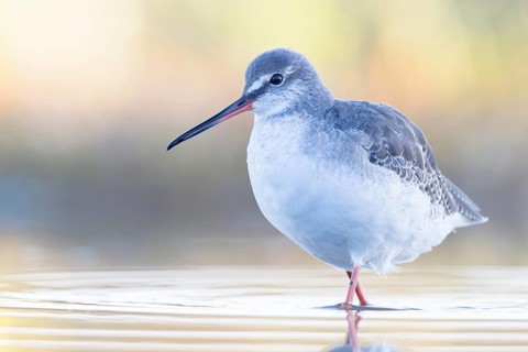 Spotted Redshank (Tringa erythropus) foraging, Groningen, Netherlands