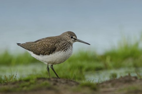 Green Sandpiper (Tringa ochropus), Schleswig-Holstein, Germany
