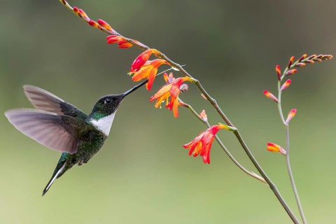 Collared Inca (Coeligena torquata) flying while feeding at a flower in Colombia, South America