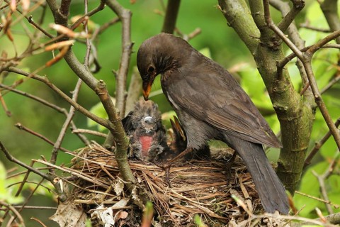 Common Blackbird (Turdus merula) female at nest with chicks, Lower Saxony, Germany