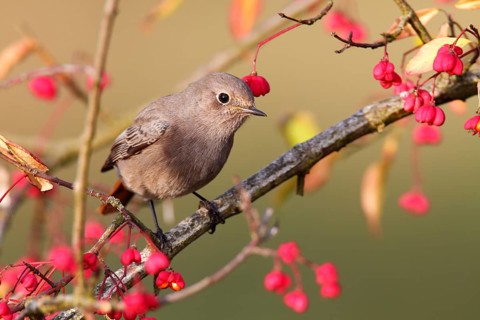 Common Redstart (Phoenicurus phoenicurus) female, Saxony-Anhalt, Germany