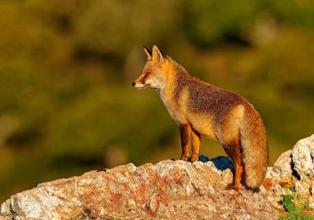 Red fox (Vulpes vulpes) in early morning light on a rock, Sierra de San Pedro, Extremadura, Spain