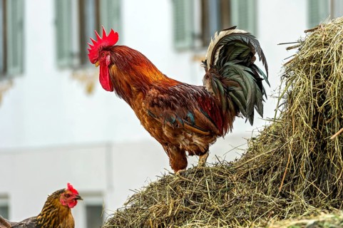 Cock and hen on the dung heap, domestic fowl (Gallus gallus domesticus), bright red comb, farm in
