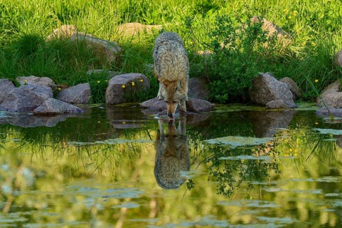 Coyote drinking water from a pond, clear reflection of nature visible in the pond, coyote (Canis