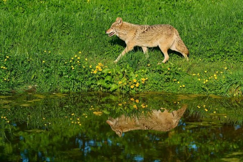 Coyote running next to a pond with a shiny water surface on a green spring meadow, Coyote (Canis
