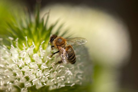 Close-up of a honey bee (Apis) on a flowering weaver's card (Dipsacus sativus), Neunkirchen, Lower