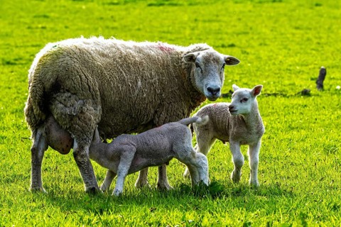 Sheep and farm in Lake District National Park, Coniston Water, Cumbria, England, United Kingdom