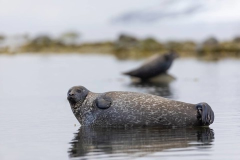 Harbour seal (Phoca vitulina) lying on a stone in the water, Mammals (Mammalia), Gravnesodden,