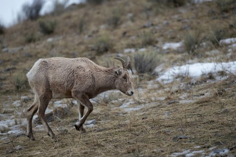 In search of food... Bighorn sheep (Ovis canadensis), female wild sheep searches for food on a