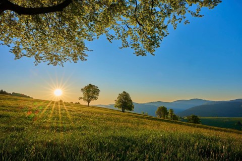 Sunny landscape at sunrise with green meadow and trees under a clear sky, peaceful atmosphere,