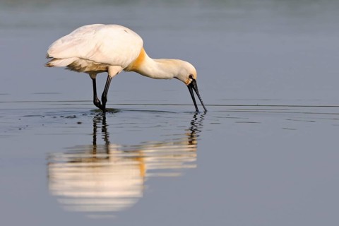 Short-distance migrant... Spoonbill (Platalea leucorodia), large, snow-white native bird with
