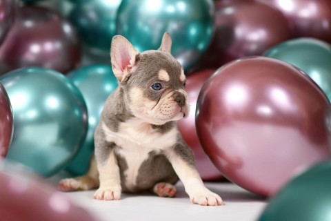 Lilac Orange Tan French Bulldog dog puppy sitting in front of colorful balloons background