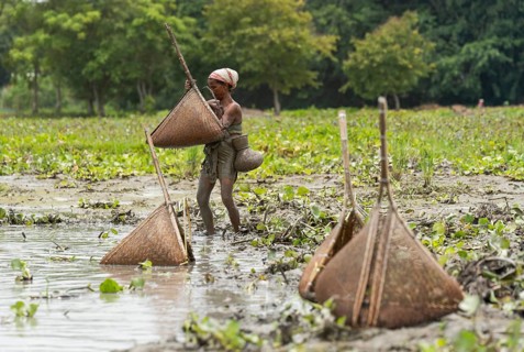 BAKSA, INDIA- JULY 12: Tribal women engage in traditional fishing using Jakoi, a bamboo fishing